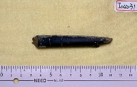 藏品(具刻痕動物肋骨化石)的圖片